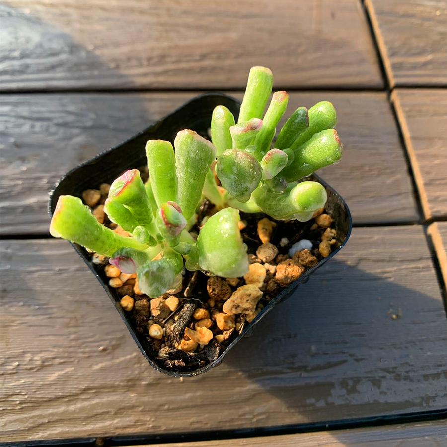 農園直売 多肉植物 寄せ植え ゴーラム錦（群） 観葉植物 インテリア