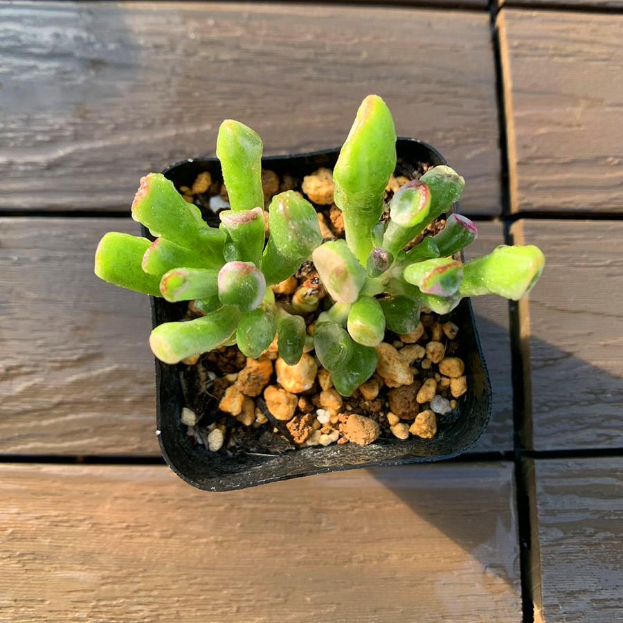 農園直売 多肉植物 寄せ植え ゴーラム錦（群） 観葉植物 インテリア