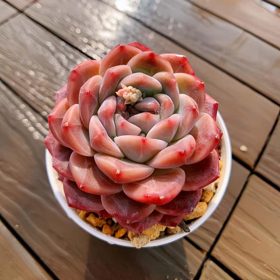 農園直売 多肉植物 寄せ植え エケベリア属 琥珀（単）  観葉植物 インテリア　多肉専門VERVE（Yahoo!・多肉専門VERVE）
