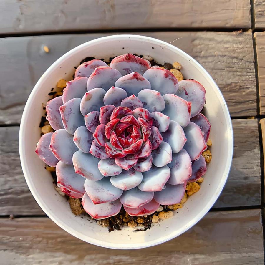 農園直売 多肉植物 寄せ植え エケベリア属 ホワイトサンデー（単