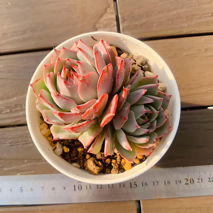 農園直売 多肉植物 寄せ植え エケベリア属 Echeveria リンゼアナ（2頭