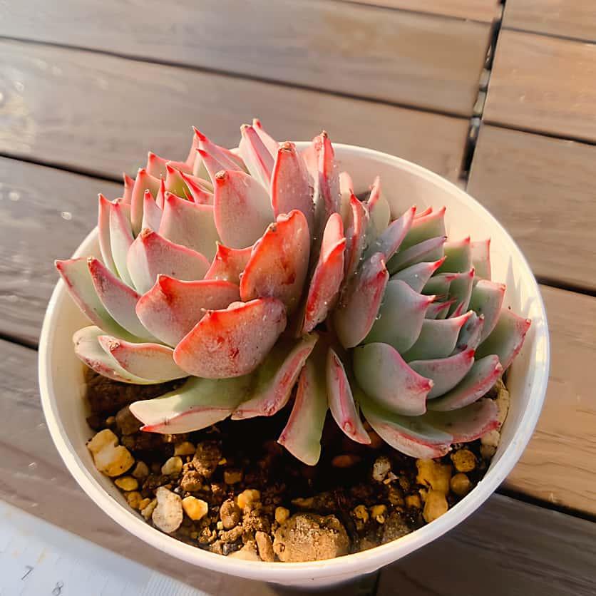 エケベリア　二瓶リンゼアナ　ニヘイリンゼアナ　多肉植物　抜き苗 農園直売 多肉植物 寄せ植え エケベリア属 Echeveria リンゼアナ（2頭