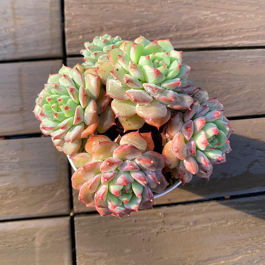 農園直売 多肉植物 寄せ植え エケベリア属 Echeveria パンダフェス（群