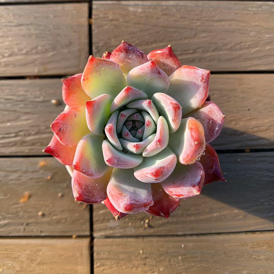 多肉植物 エケベリア taniku-verve_11146