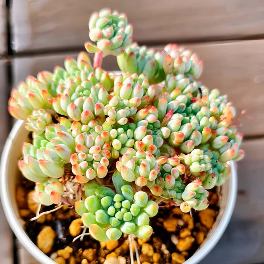 農園直売 多肉植物 寄せ植え エケベリア属 花火（群）観葉植物