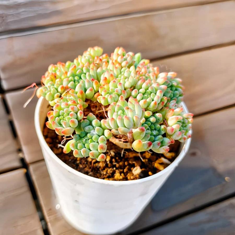 農園直売 多肉植物 寄せ植え エケベリア属 花火（群）観葉植物