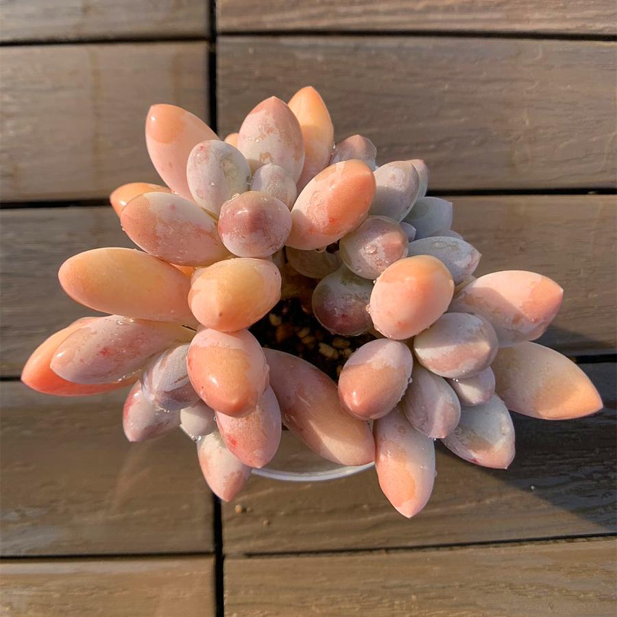 多肉植物の花 ピンクオレンジ 新入荷 ピンクオレンジ×72苗 多肉植物 土根付き エケベリア セダム