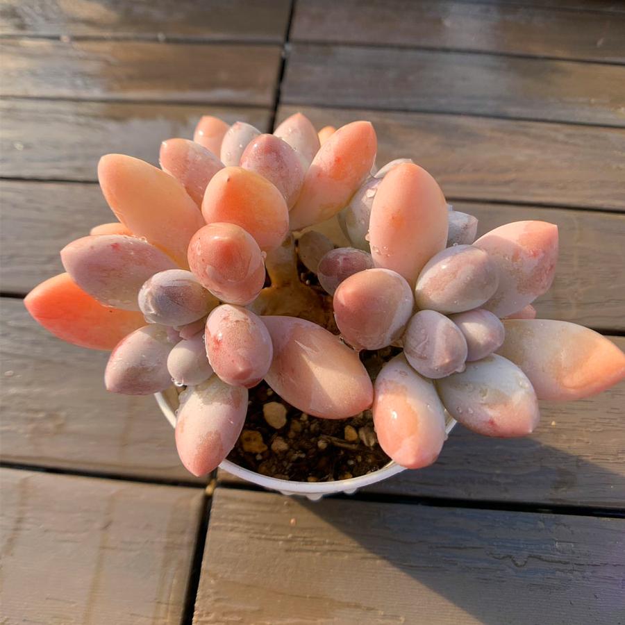 農園直売 多肉植物 寄せ植え エケベリア属 オレンジギンチャク（群