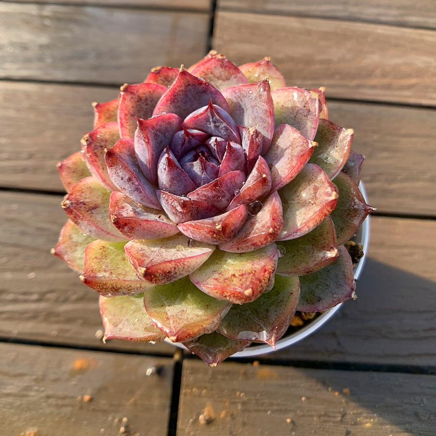 農園直売 エケベリア属 紫芋タルト（単）多肉植物 観葉植物 インテリア