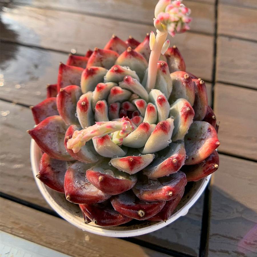 農園直売 多肉植物 寄せ植え エケベリア属 優選原種エボニー（超美苗