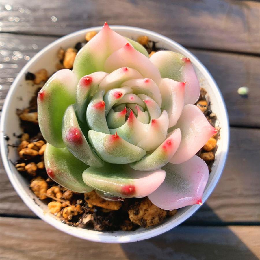 農園直売 多肉植物 寄せ植え エケベリア属 チワワエンシス錦(単 農園直売 多肉植物 寄せ植え エケベリア属 チワワエンシス錦(単