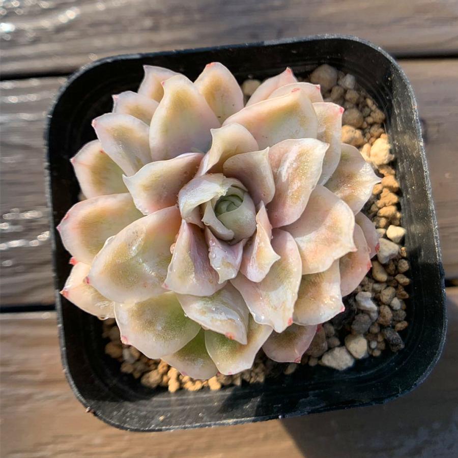 農園直売 多肉植物 寄せ植え エケベリア属 ローズクィーン錦（単）観葉