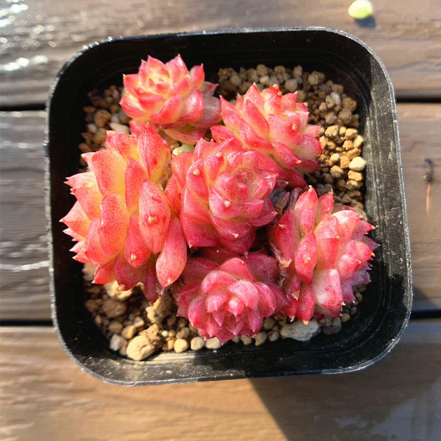 多肉植物　エケベリア 農園直売 多肉植物 寄せ植え エケベリア属 女王sp（群）観葉植物