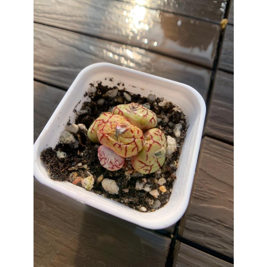 農園直売 多肉植物 コノフィツム属 ミニマム（群） 超お得 メセン 観葉