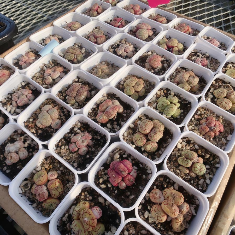 農園直売 多肉植物 コノフィツム属 ミニマム（群） 超お得 メセン 観葉