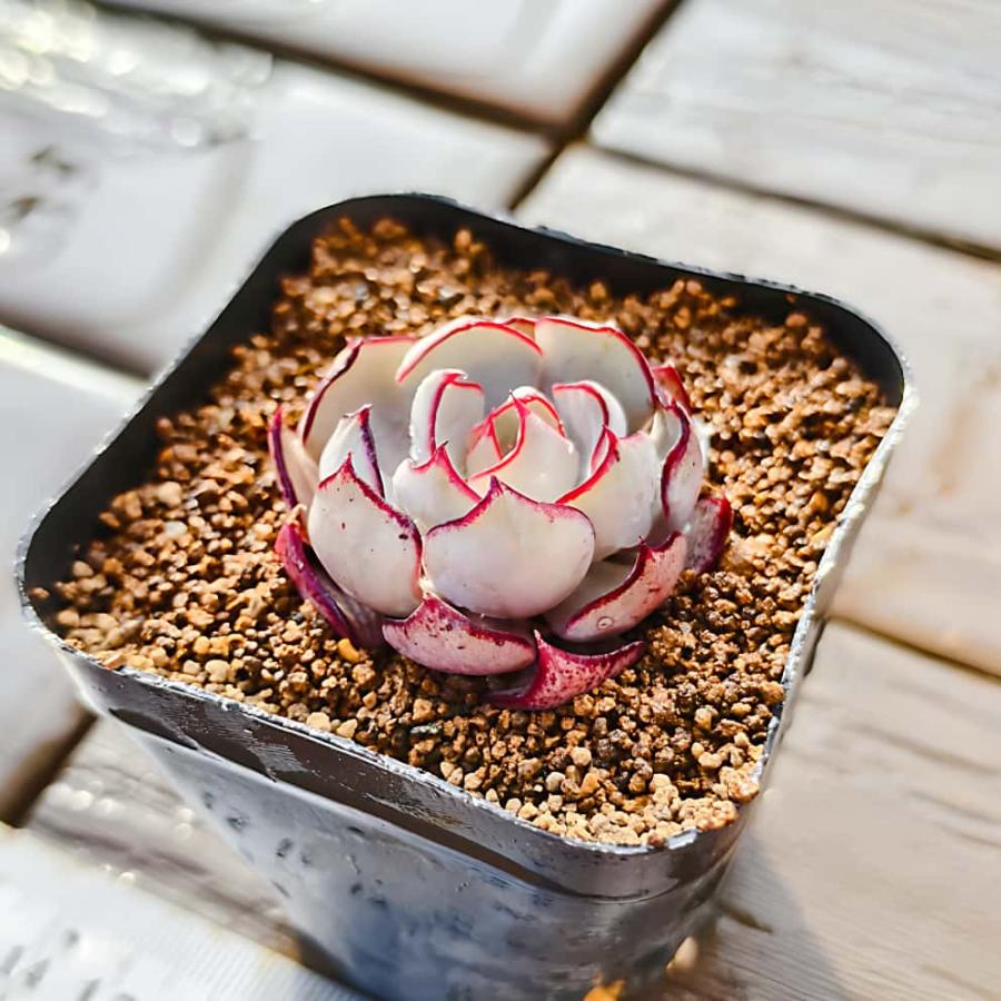 農園直売 多肉植物 寄せ植え エケベリア属 ストリクチフローラ ノヴァ