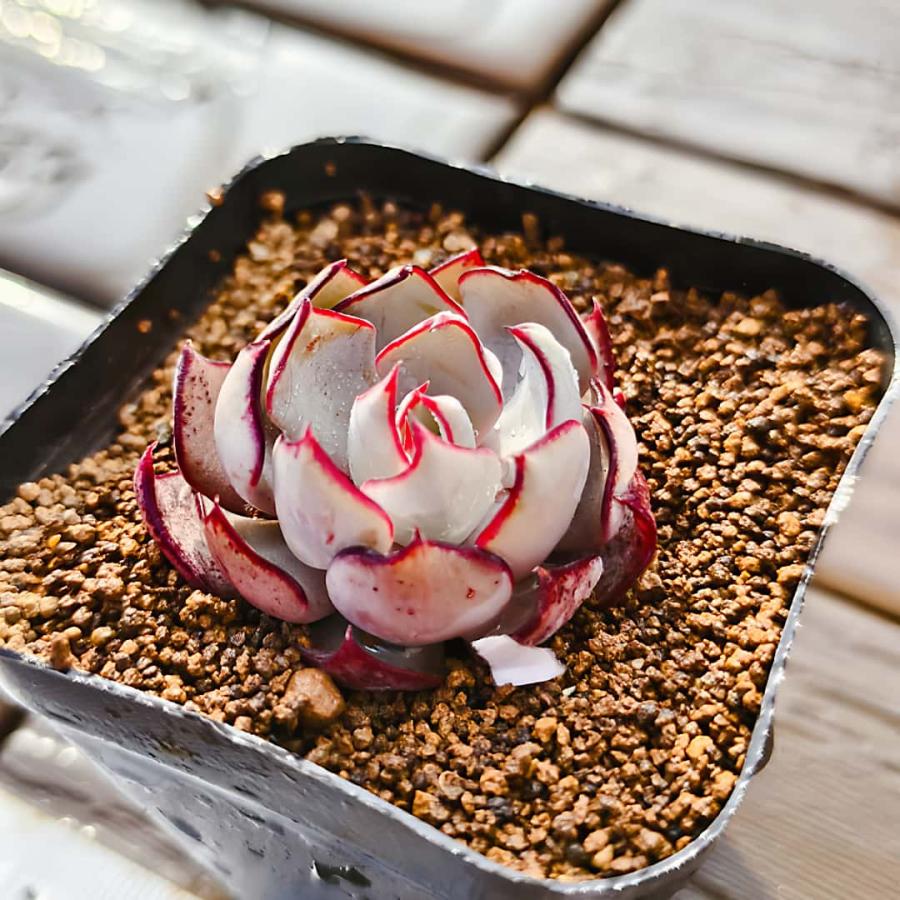 農園直売 多肉植物 寄せ植え エケベリア属 ストリクチフローラ ノヴァ