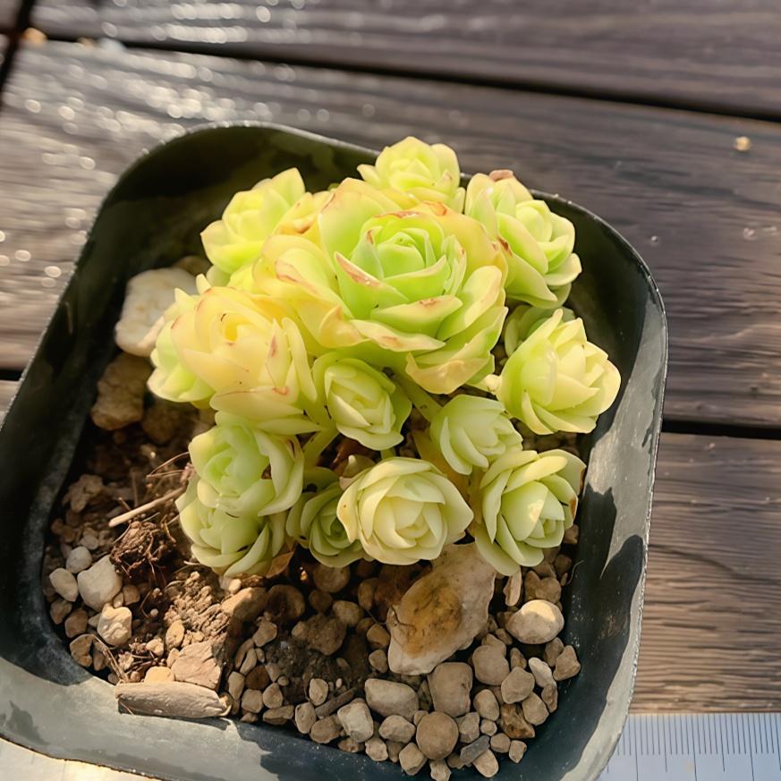 農園直売 多肉植物 寄せ植え グリノービア属 ゴールド ドドランタリス