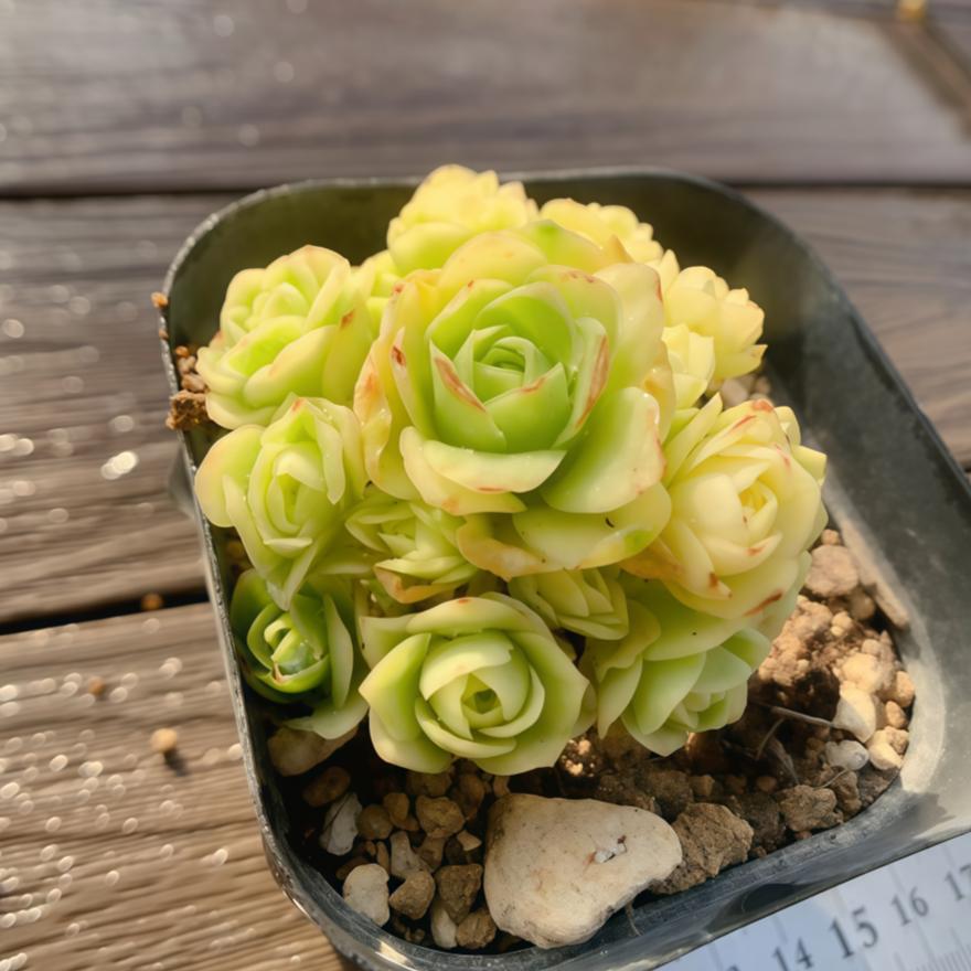 農園直売 多肉植物 寄せ植え グリノービア属 ゴールド ドドランタリス