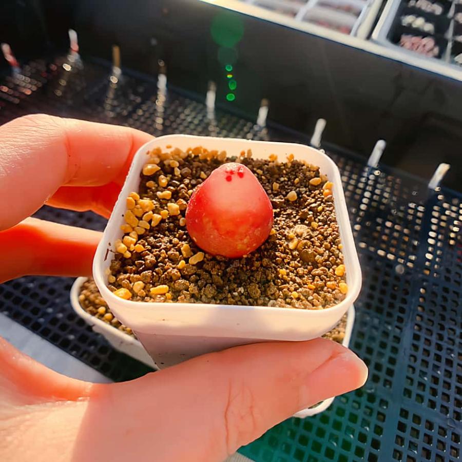 農園直売 多肉植物 コノフィツム属 ブルゲリ単頭（2年生） メセン 観葉