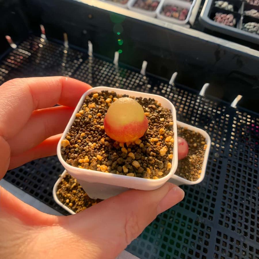 農園直売 多肉植物 コノフィツム属 ブルゲリ単頭（2年生） メセン 観葉