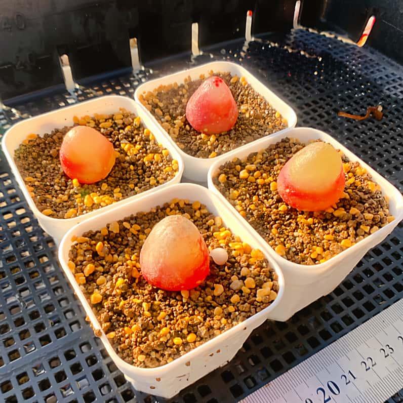 農園直売 多肉植物 コノフィツム属 ブルゲリ単頭（2年生） メセン 観葉