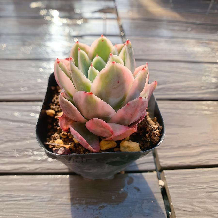 農園直売 多肉植物 寄せ植え エケベリア属 ピンクベラ錦（単） 観葉