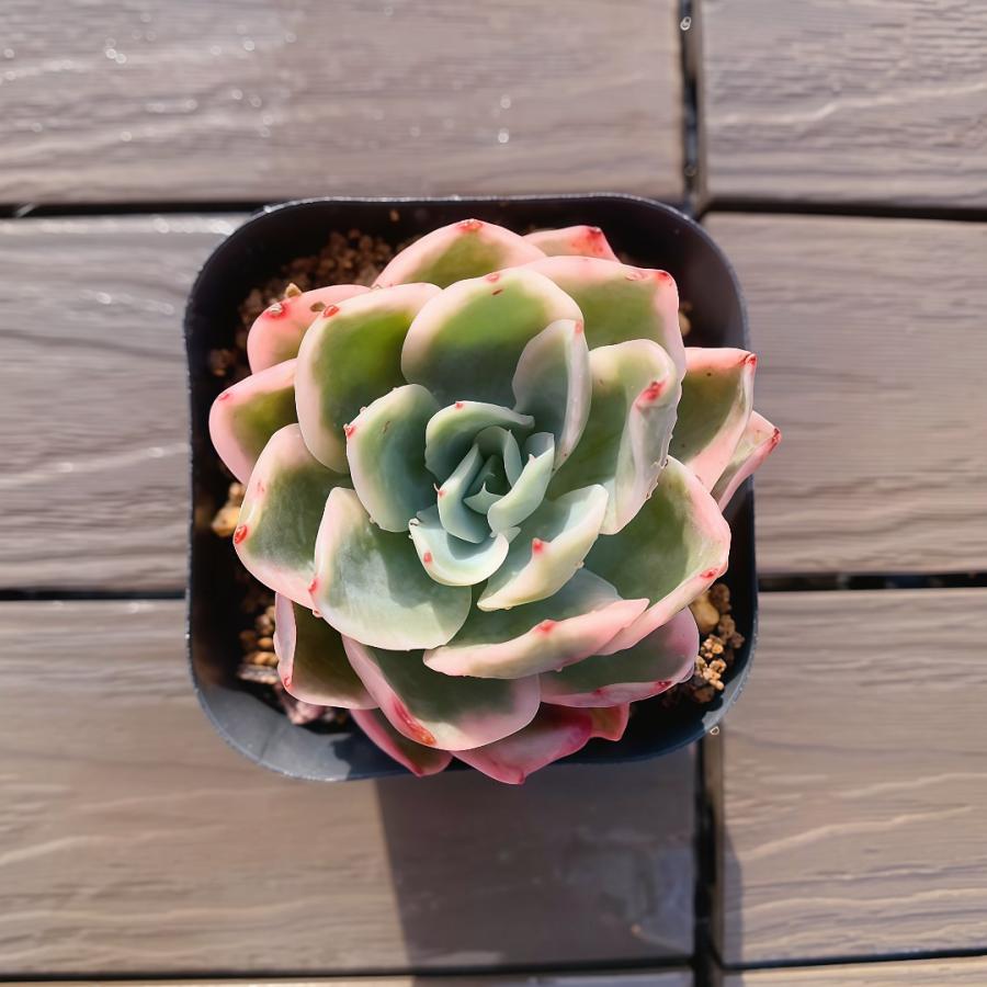 農園直売 多肉植物 寄せ植え エケベリア属 ピンクベラ錦（単） 観葉