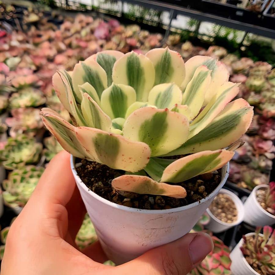 農園直売 多肉植物 アエオニウム属 マイバッハ錦（単） 観葉植物