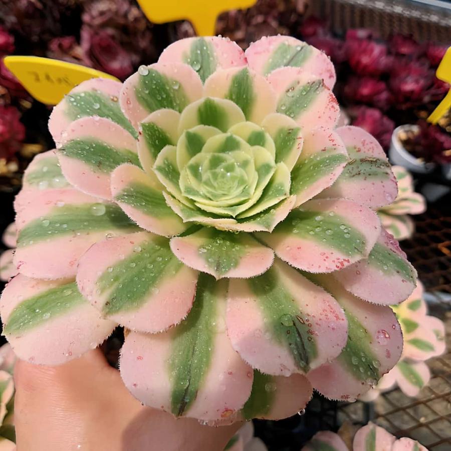 農園直売 多肉植物 アエオニウム属 マイバッハ錦（単）子株付き