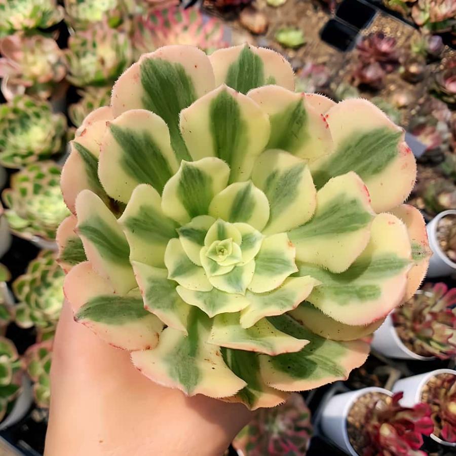 農園直売 多肉植物 アエオニウム属 マイバッハ錦（単） 観葉植物