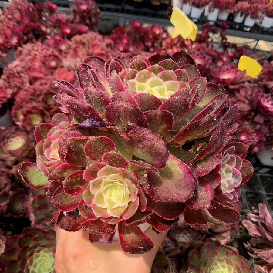 71 #多肉植物アエオニウム❤️孔雀❤️1大頭10小頭18cm拔き苗 71 #多肉植物アエオニウム❤️孔雀❤️1大頭10小頭18cm拔き苗