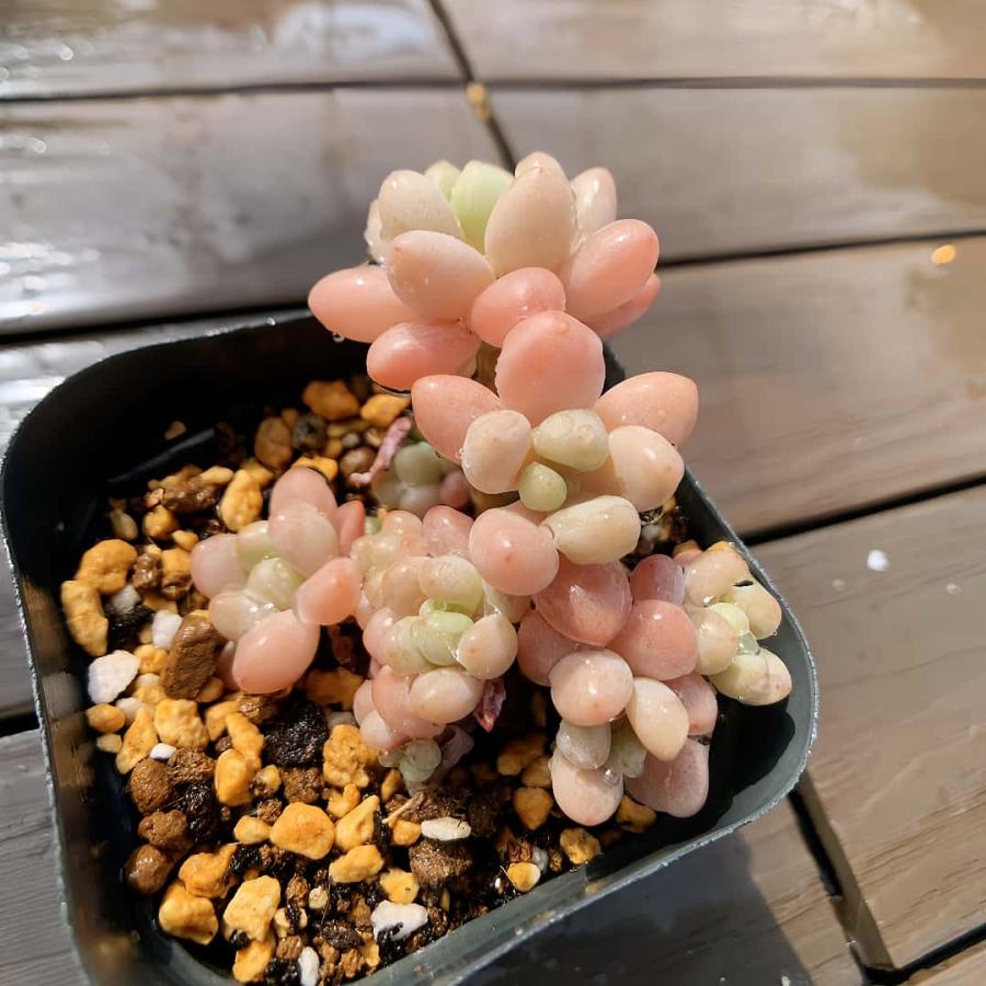 農園直売 多肉植物 寄せ植え キャビア（群）可愛い 観葉植物