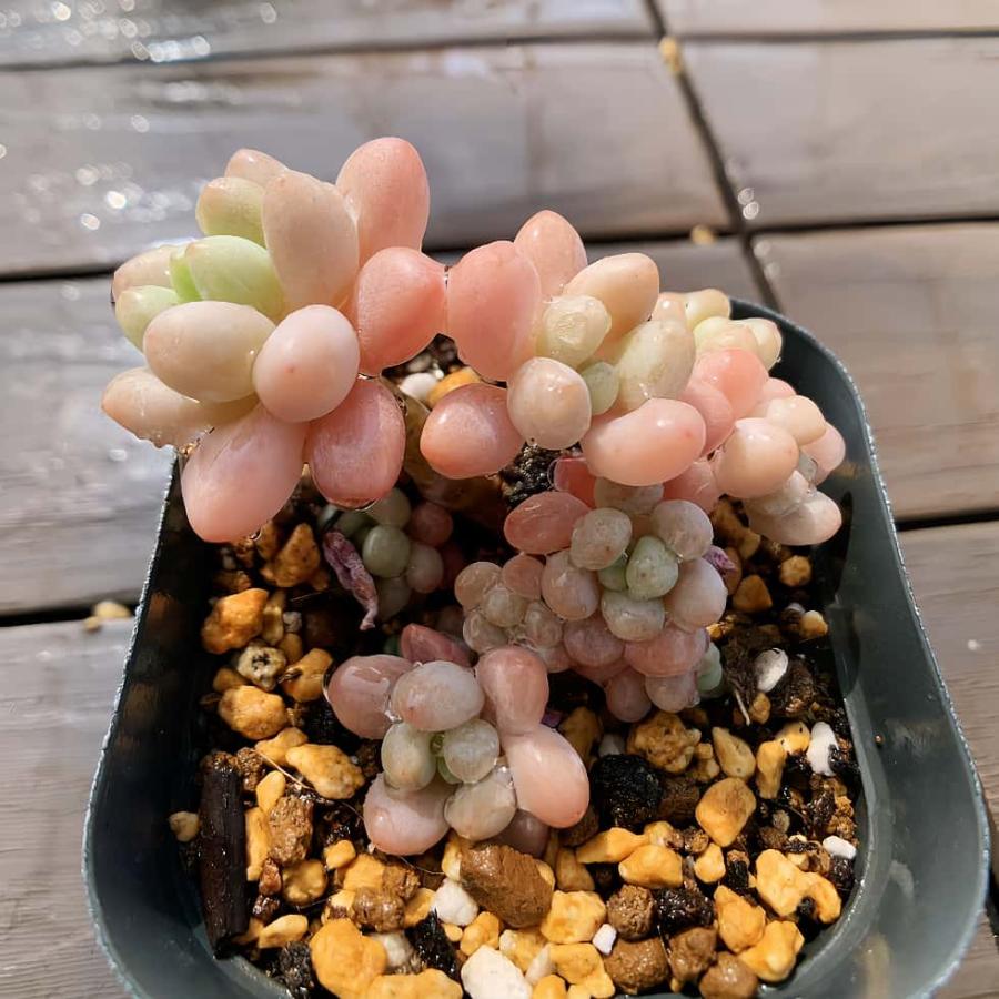 農園直売 多肉植物 寄せ植え キャビア（群）可愛い 観葉植物