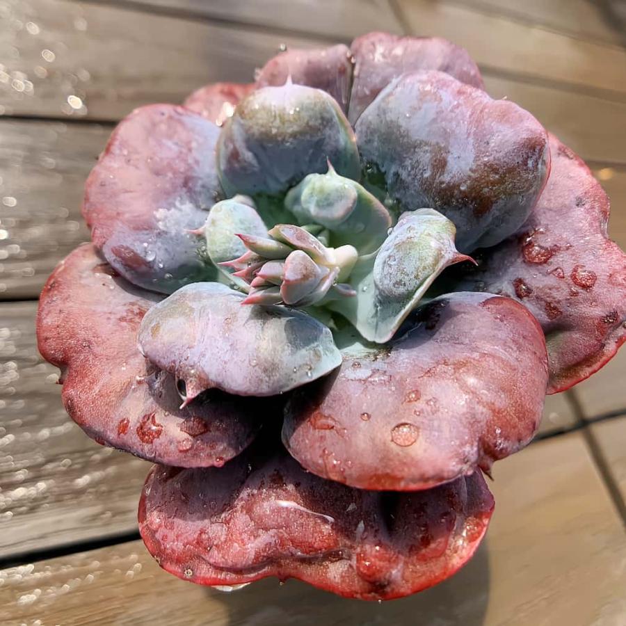 農園直売 多肉植物 寄せ植え ハートディライト（単） 観葉植物