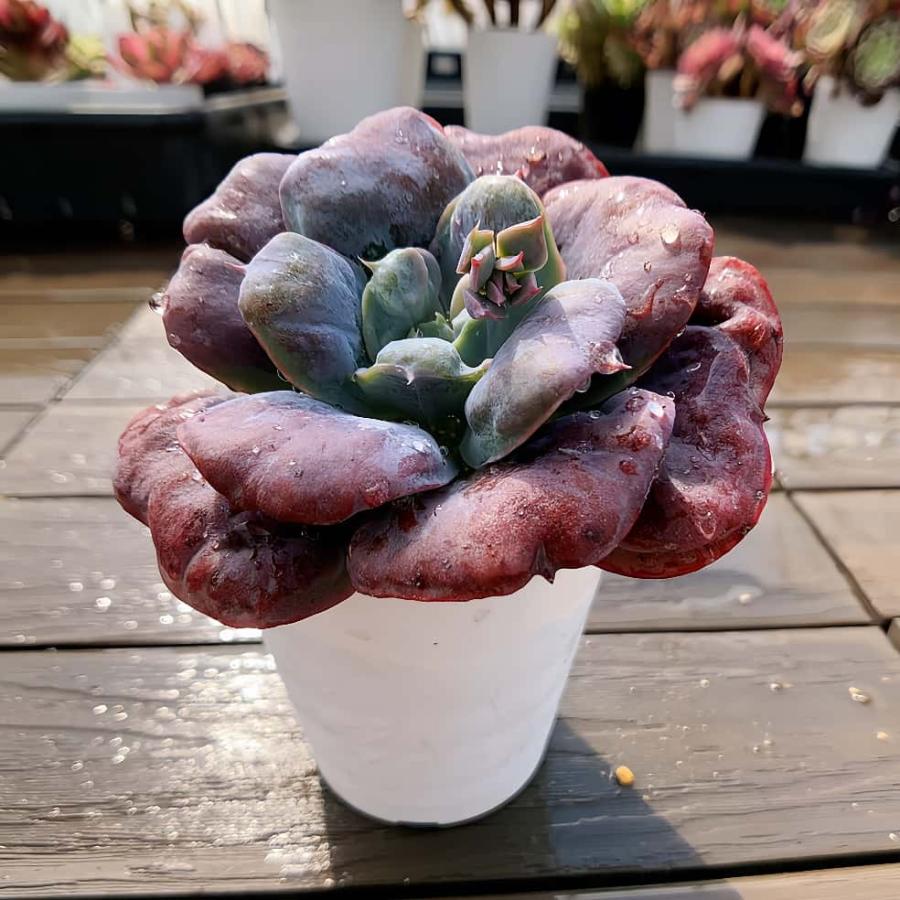 農園直売 多肉植物 寄せ植え ハートディライト（単） 観葉植物
