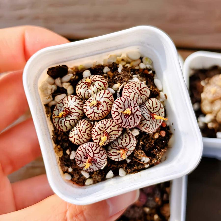 農園直売 多肉植物 コノフィツム属 ウィッテベルゲンセ 超お得 メセン