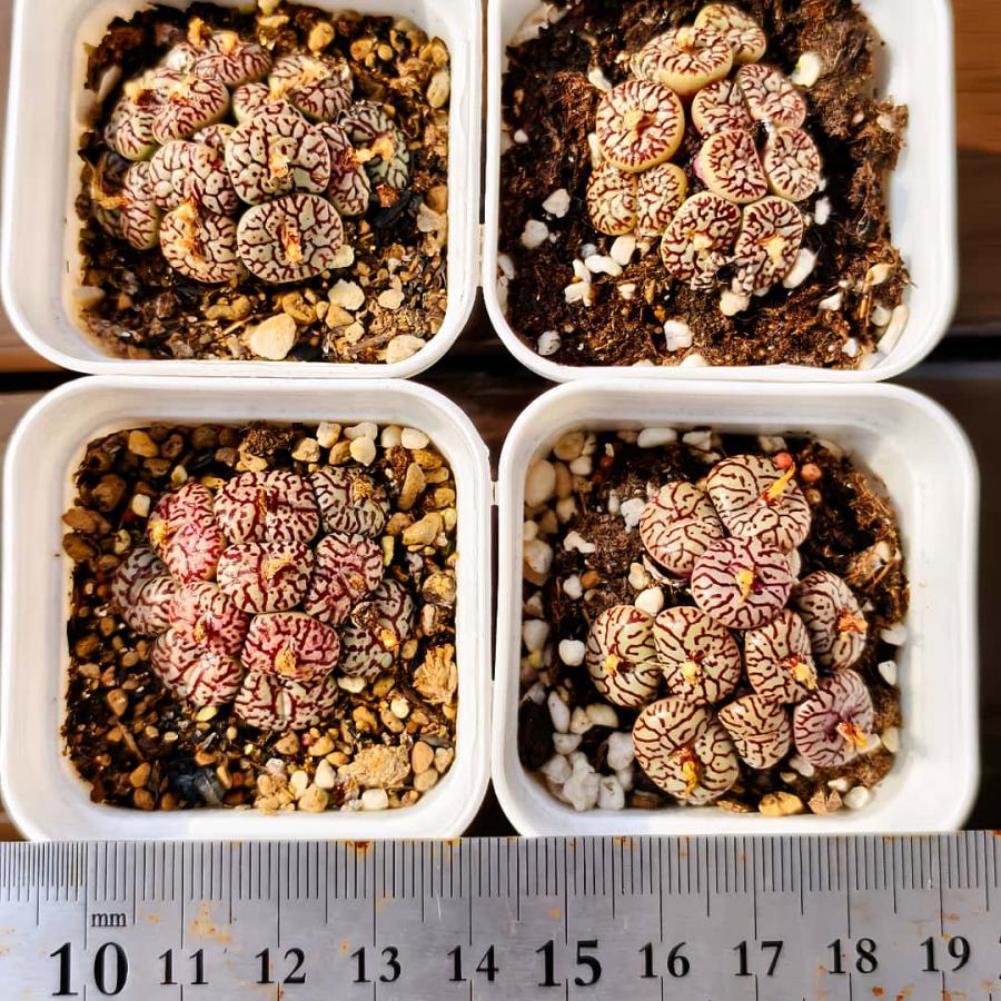 農園直売 多肉植物 コノフィツム属 ウィッテベルゲンセ 超お得 メセン