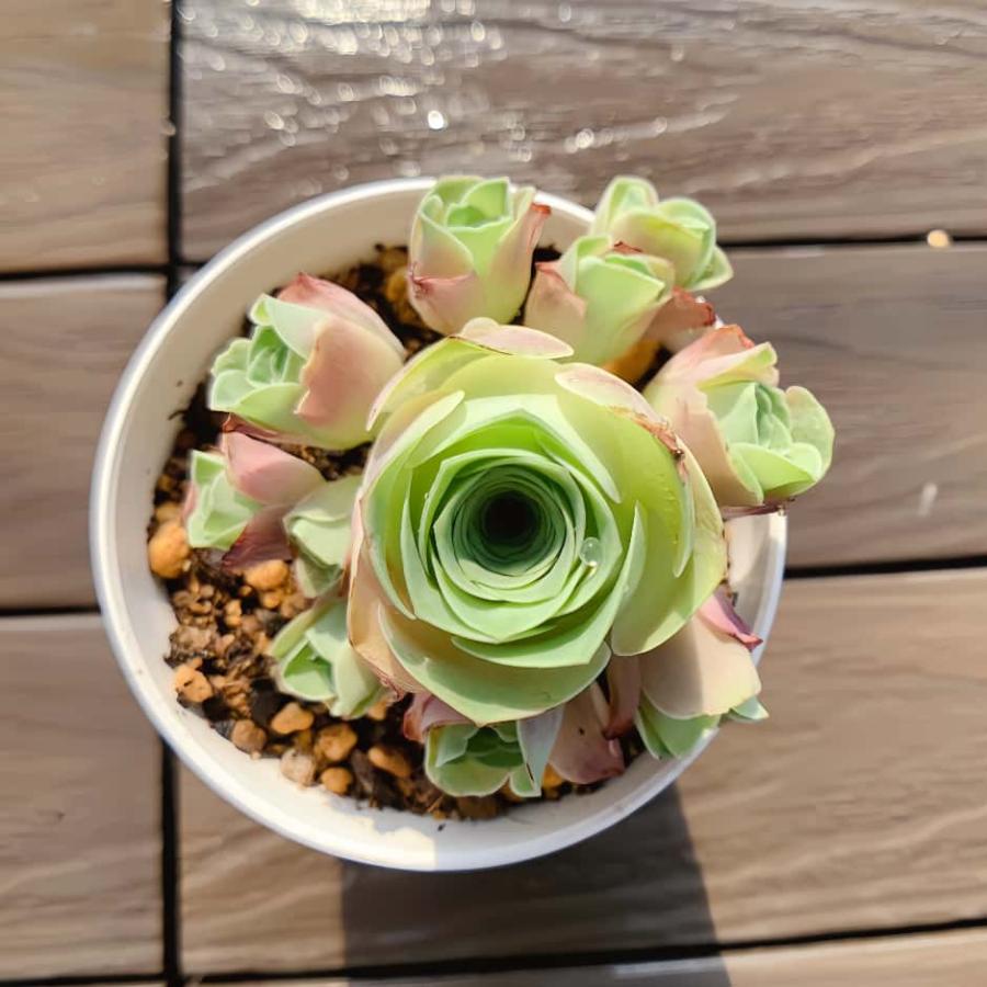 農園直売 多肉植物 寄せ植え グリノービア属 古月紅（群） 観葉植物