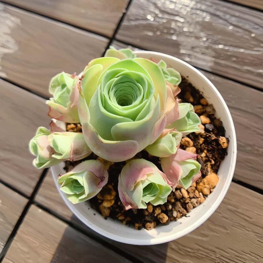 農園直売 多肉植物 寄せ植え グリノービア属 古月紅（群） 観葉植物