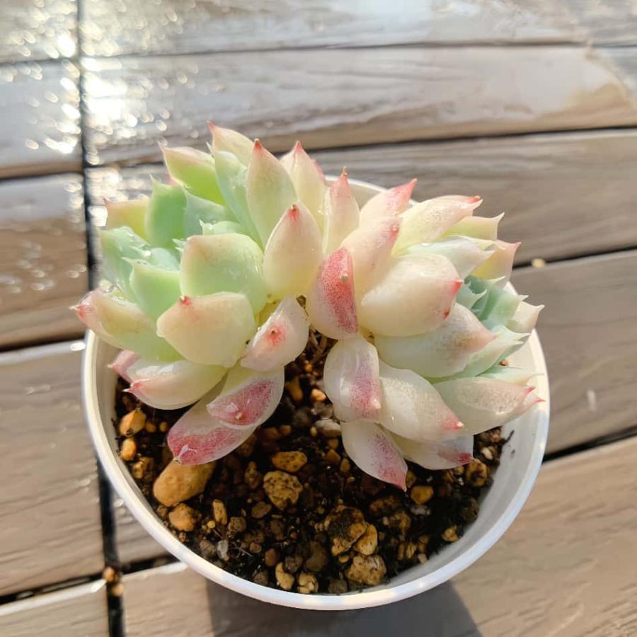 農園直売 多肉植物 寄せ植え エケベリア属 グリーンフローライト（2頭