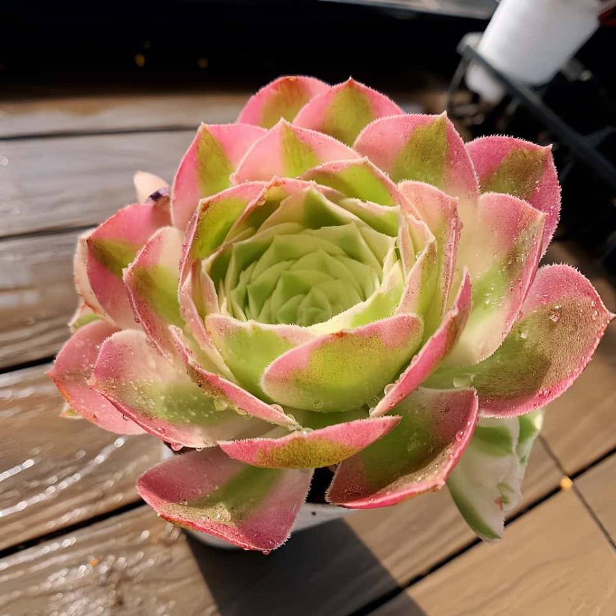 農園直売 多肉植物 寄せ植え アエオニウム属 玉姿（群） 観葉植物