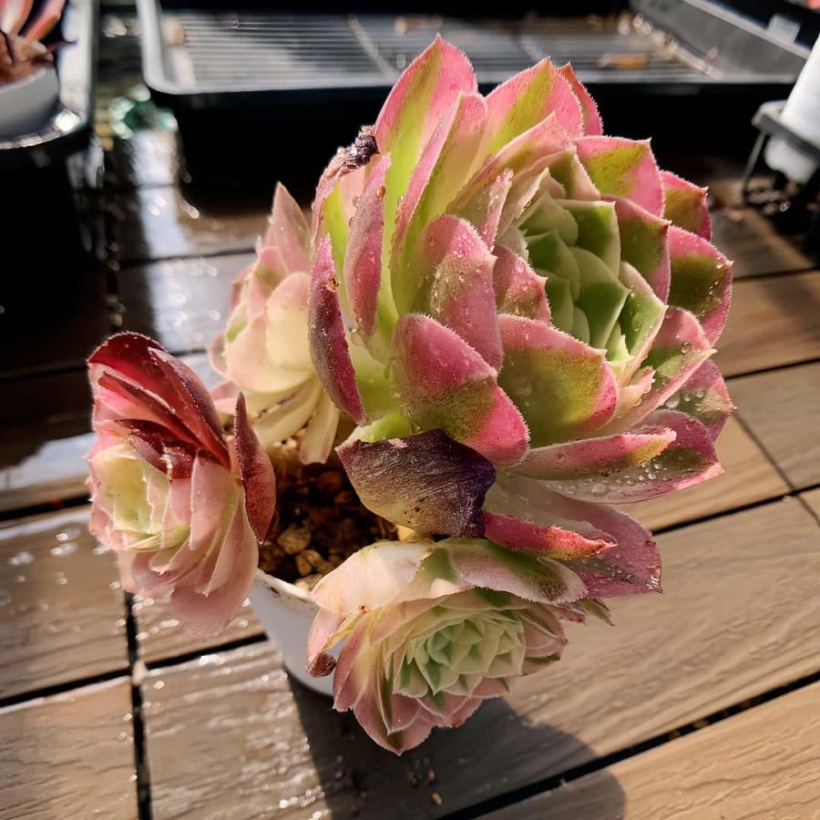 農園直売 多肉植物 寄せ植え アエオニウム属 玉姿（群） 観葉植物