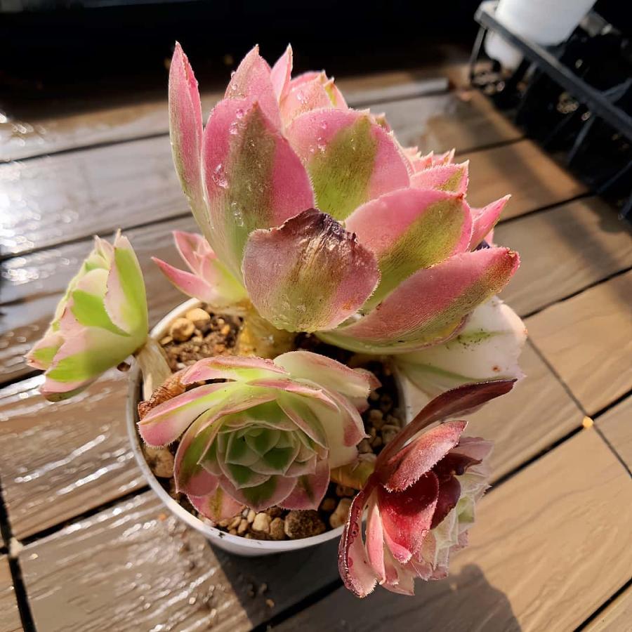 農園直売 多肉植物 寄せ植え アエオニウム属 玉姿（群） 観葉植物