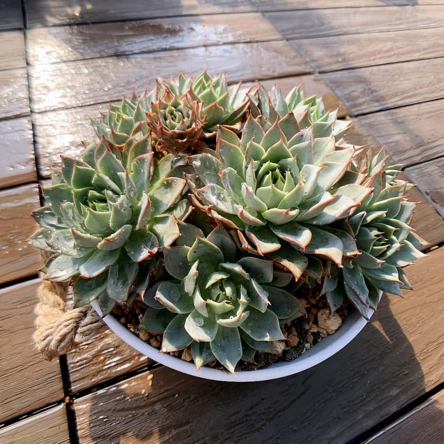 農園直売 多肉植物 寄せ植え エケベリア属 リンゼアナ（群） 特