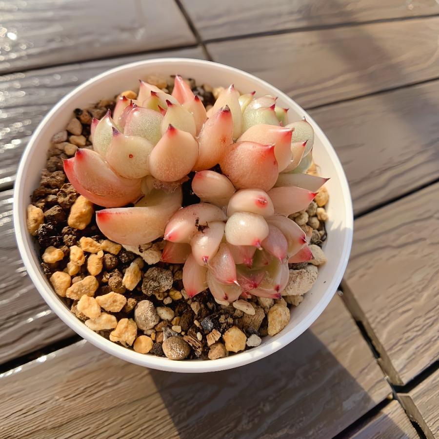 農園直売 多肉植物 寄せ植え エケベリア属 スターライトジェニー（群