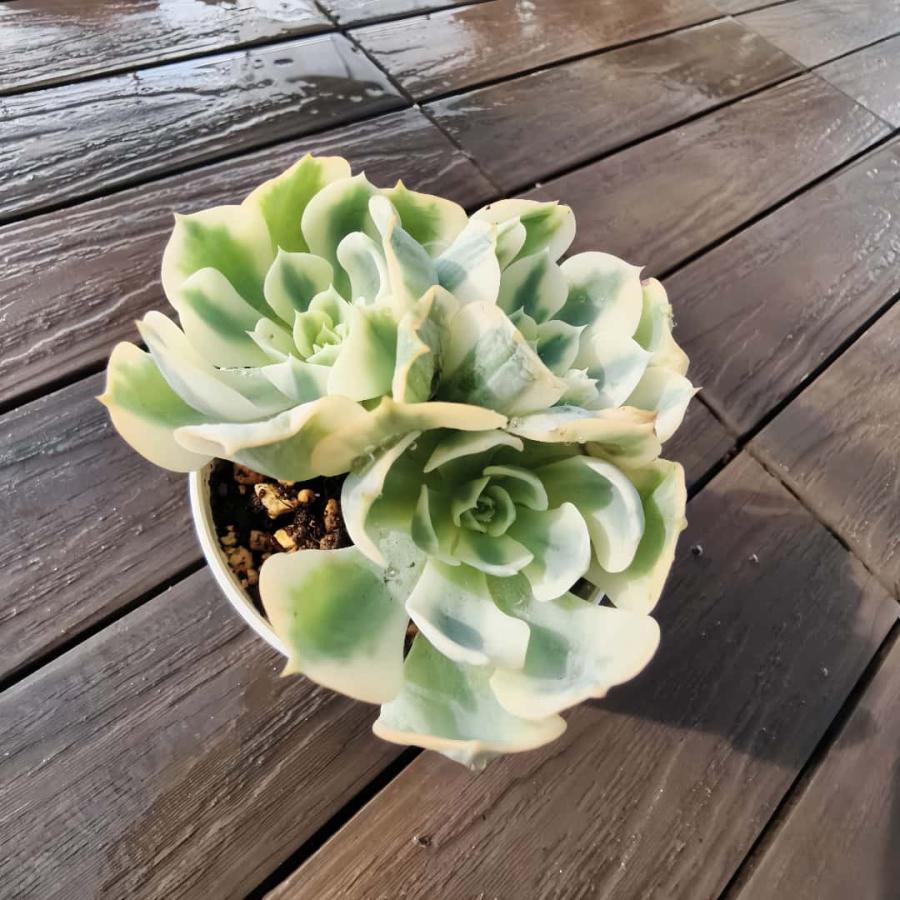 農園直売 多肉植物 寄せ植え エケベリア属 ルノーディーン（群）斑入り