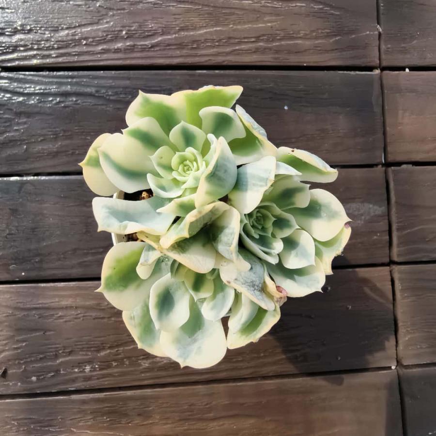 農園直売 多肉植物 寄せ植え エケベリア属 ルノーディーン（群）斑入り