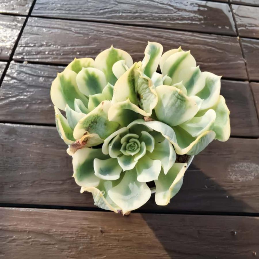 農園直売 多肉植物 寄せ植え エケベリア属 ルノーディーン（群）斑入り