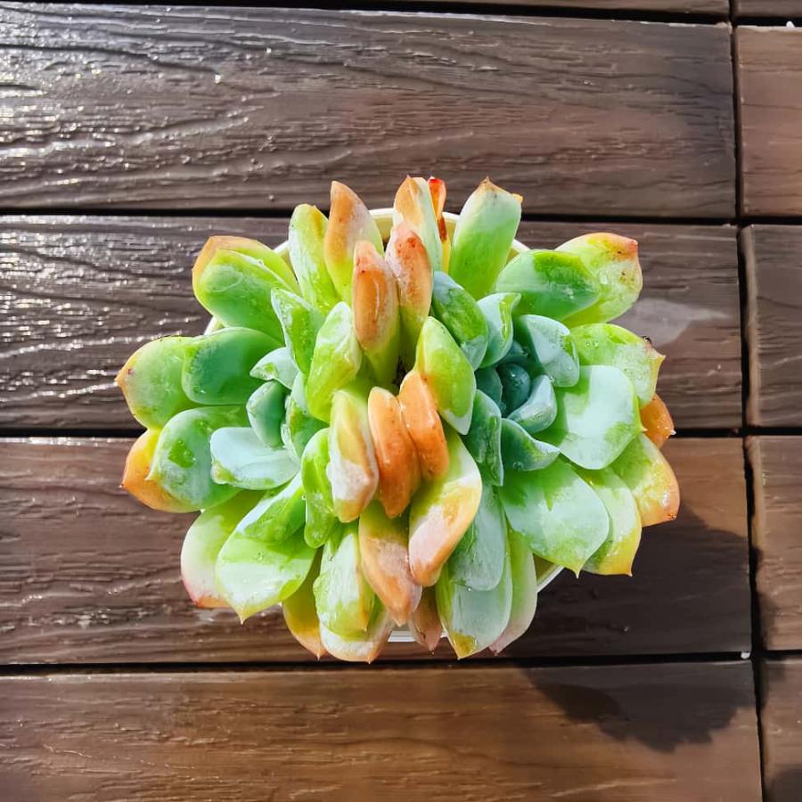 農園直売 多肉植物 寄せ植え エケベリア属 海藍（2頭）観葉植物